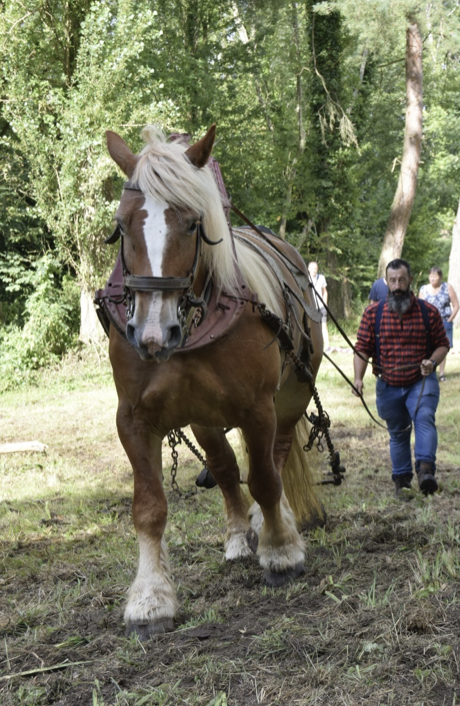 Débardage à cheval